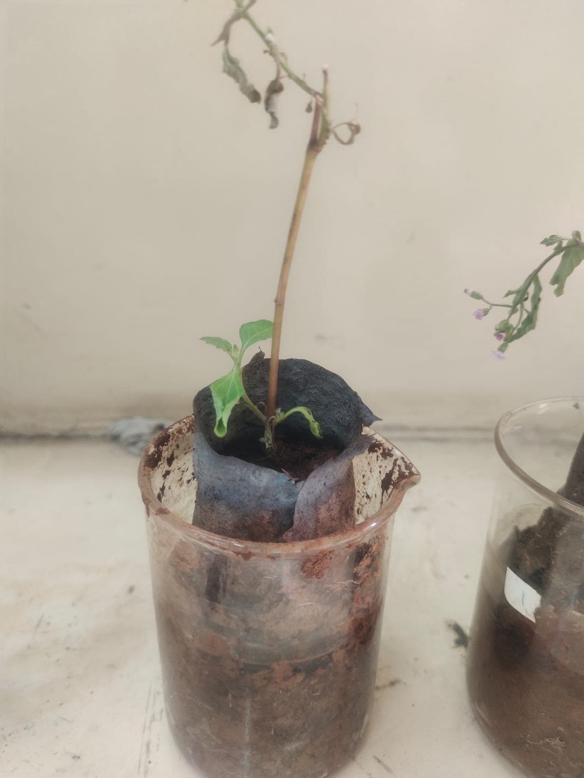 Product 2